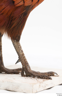 Pheasant  2 leg 0012.jpg